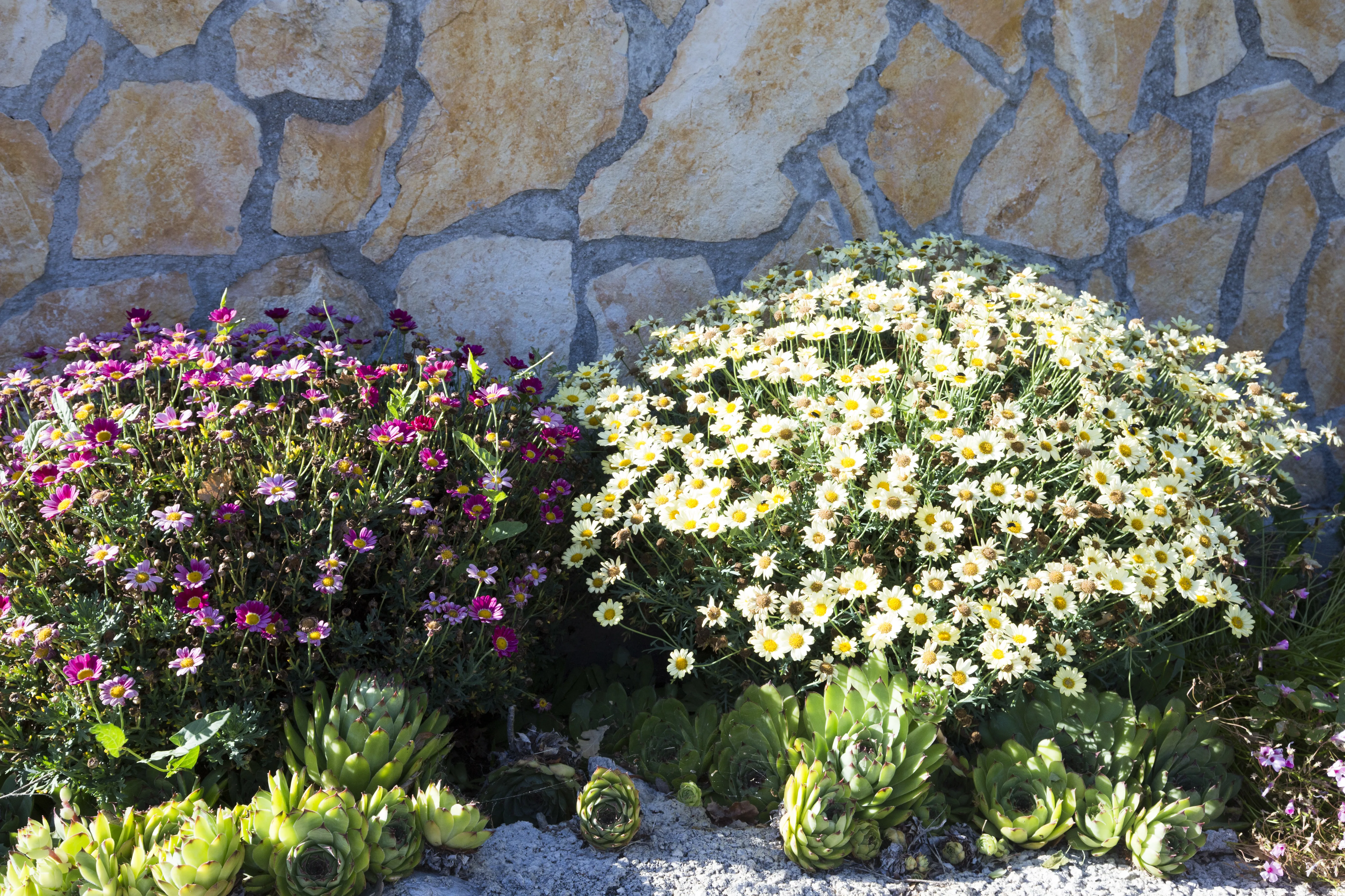 Dalmatian stone wall with wildflowers